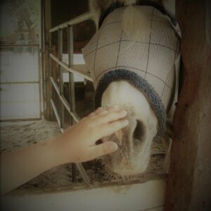 Introduction to Horses