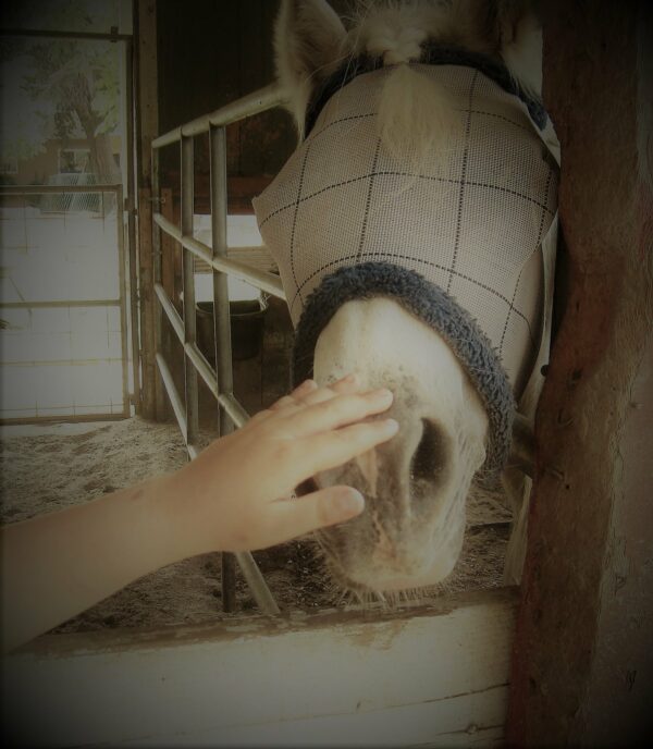 Introduction to Horses